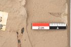 Foto (Detailsansicht) von Quercus palaeoilex Ettingshausen (NHMW-GEO-2024-0188-0936)